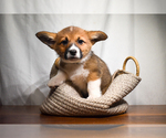 Puppy Cliff Pembroke Welsh Corgi