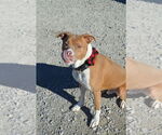 Small #6 Boxer Mix