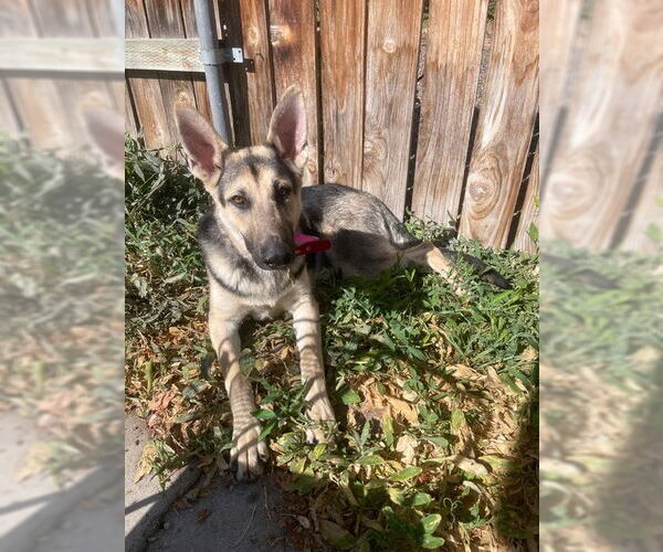 Medium Photo #3 German Shepherd Dog Puppy For Sale in Sandy, UT, USA