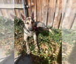 Small #2 German Shepherd Dog