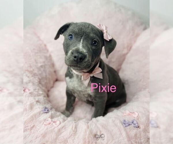 Medium Photo #1 Mutt Puppy For Sale in Belleville, MI, USA