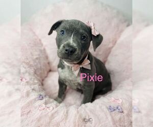 Mutt Dogs for adoption in Belleville, MI, USA