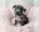 Pixie - Female Mutt Dog for Adoption - Small photo