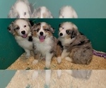 Small Photo #10 Australian Shepherd Puppy For Sale in DUVALL, WA, USA