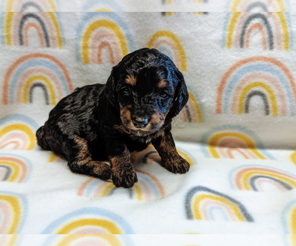 Full screen Photo #3 Bernedoodle (Miniature) Puppy For Sale in SPARTA, MO, USA