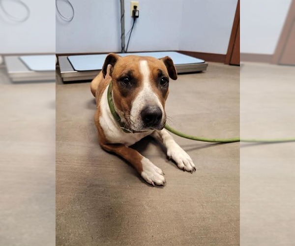 Medium Photo #6 Labrador Retriever-Unknown Mix Puppy For Sale in Chandler, AZ, USA