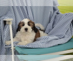 Small #2 Shih-Poo