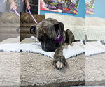 Small #3 Mastiff Mix