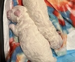Small Photo #14 Bichon Frise Puppy For Sale in ORLANDO, FL, USA