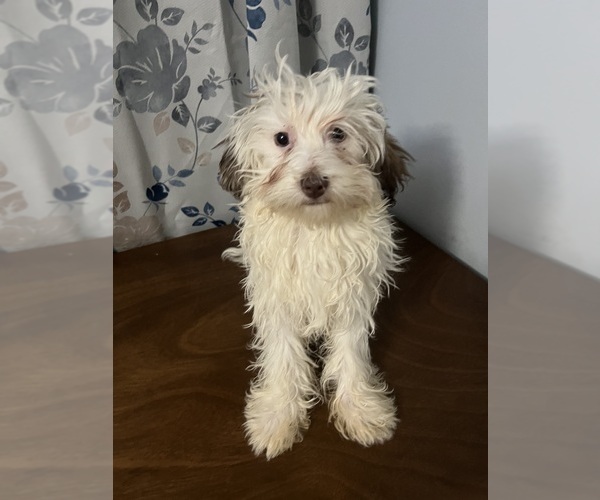 Medium Photo #10 Havanese Puppy For Sale in DURHAM, CT, USA