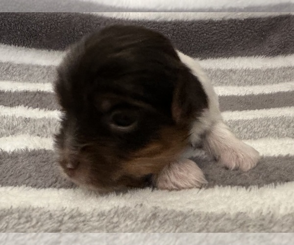 Medium Photo #9 Yorkshire Terrier Puppy For Sale in MONROE, TN, USA