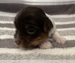 Small #8 Yorkshire Terrier