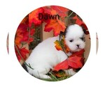 Small Photo #4 Shih Tzu Puppy For Sale in CLARE, MI, USA