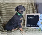 Small #1 Doberman Pinscher