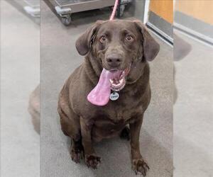 Labrador Retriever-Unknown Mix Dogs for adoption in Forestville, MD, USA