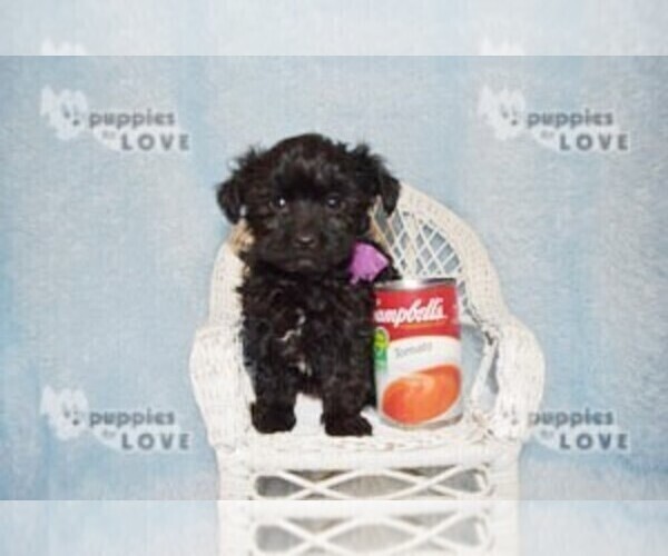 Medium Photo #8 Poodle (Toy)-Yorkshire Terrier Mix Puppy For Sale in SANGER, TX, USA