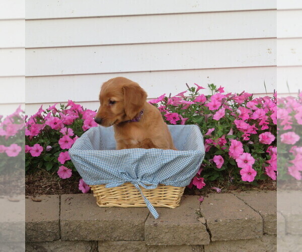 Medium Photo #18 English Cream Golden Retriever Puppy For Sale in ATHENS, WI, USA