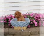Small Photo #18 English Cream Golden Retriever Puppy For Sale in ATHENS, WI, USA
