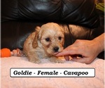 Small #1 Cavapoo (Miniature)