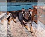 Small German Shepherd Dog Mix