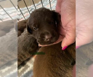 Labrador Retriever Puppy for sale in OSYKA, MS, USA