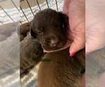 Image preview for Ad Listing. Nickname: Green collar