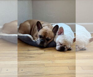 French Bulldog Dogs for adoption in Valrico, FL, USA