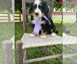 Puppy 3 Bernese Mountain Dog