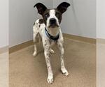 Small Pointer Mix