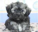 Small Photo #2 Havanese Puppy For Sale in DANVILLE, PA, USA