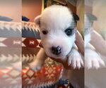 Small #1 Siberian Husky