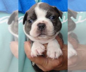 Boston Terrier Puppy for sale in CRKD RVR RNCH, OR, USA
