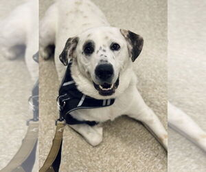 Great Pyrenees-Unknown Mix Dogs for adoption in Brewster, NY, USA