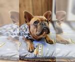 Small #1 French Bulldog