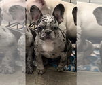 Small Photo #8 French Bulldog Puppy For Sale in PADUCAH, KY, USA