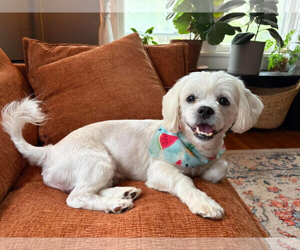 Medium Photo #5 Shih Tzu-Unknown Mix Puppy For Sale in Grafton, WI, USA