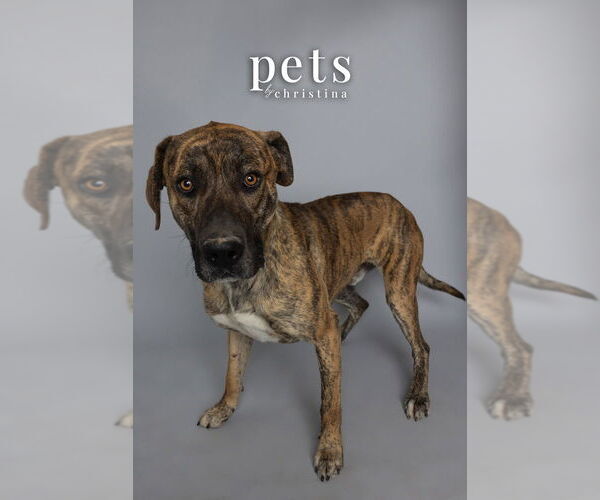 Medium Photo #2 Mutt Puppy For Sale in Foristell, MO, USA