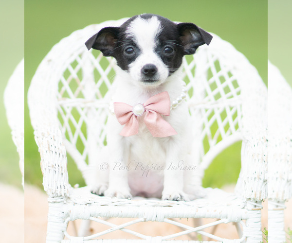Medium Photo #2 Chihuahua Puppy For Sale in WARSAW, IN, USA