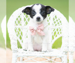 Small #1 Chihuahua