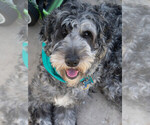 Small Photo #1 Double Doodle Puppy For Sale in CHULA VISTA, CA, USA