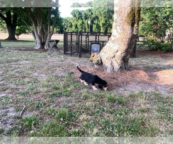 Medium Photo #17 Beagle Puppy For Sale in TARBORO, NC, USA
