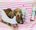 Image preview for Ad Listing. Nickname: Dachshund