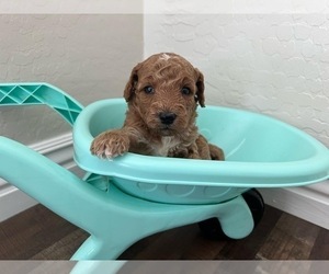 Goldendoodle-Poodle (Miniature) Mix Puppy for sale in PEORIA, AZ, USA