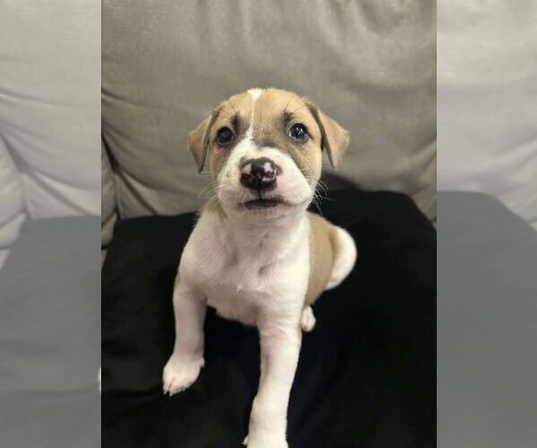Medium Photo #1 Labrador Retriever Puppy For Sale in The Woodlands, TX, USA