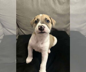 Labrador Retriever Dogs for adoption in The Woodlands, TX, USA