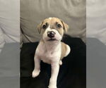 Small Labrador Retriever