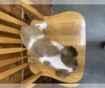 Small #2 Cocker Spaniel
