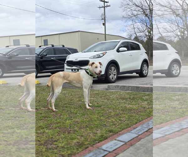 Medium Photo #8 Labrador Retriever-Unknown Mix Puppy For Sale in Orangeburg, SC, USA