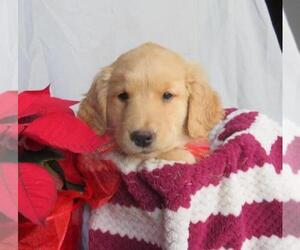 Golden Retriever Puppy for sale in SHILOH, OH, USA