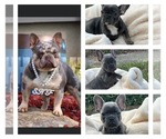 Small Photo #6 French Bulldog Puppy For Sale in CINCINNATI, OH, USA